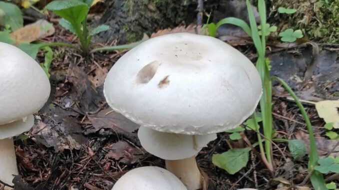 Agaric des bois