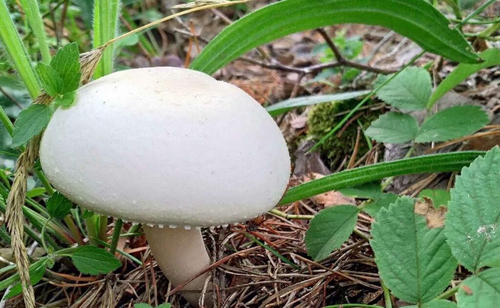 Agaric des jachères - Agaricus arvensis