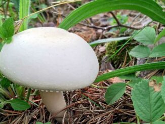 Agaric des jachères - Agaricus arvensis