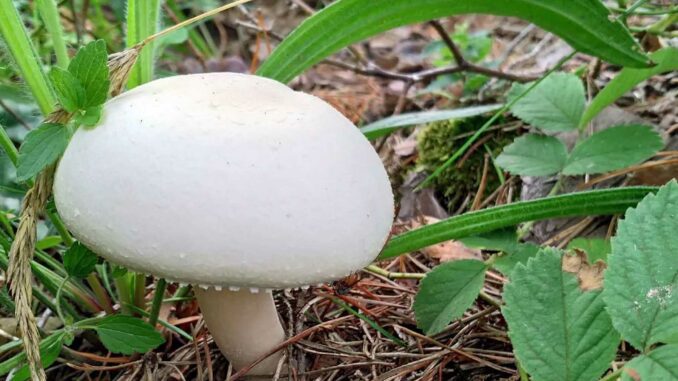 Agaric des jachères - Agaricus arvensis