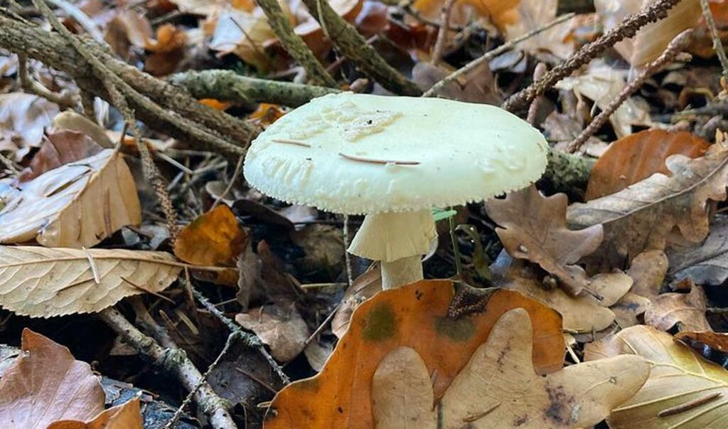 Amanite citrine - Amanita citrina