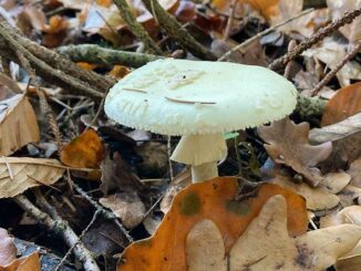 Amanite citrine - Amanita citrina