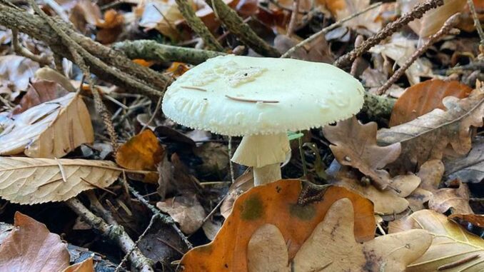 Amanite citrine - Amanita citrina