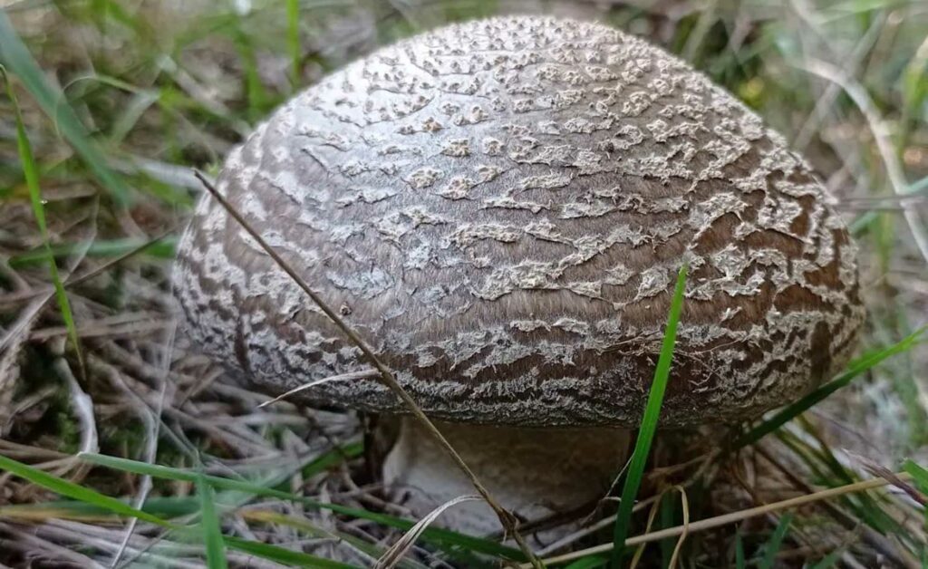 Amanite épaisse - Amanita excelsa (spissa)