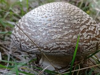 Amanite épaisse - Amanita excelsa (spissa)