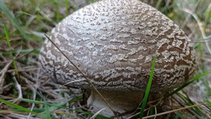 Amanite épaisse - Amanita excelsa (spissa)