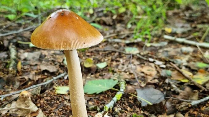 Amanite fauve - Amanita fulva