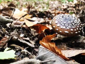 Amanite panthère - Amanita pantherina