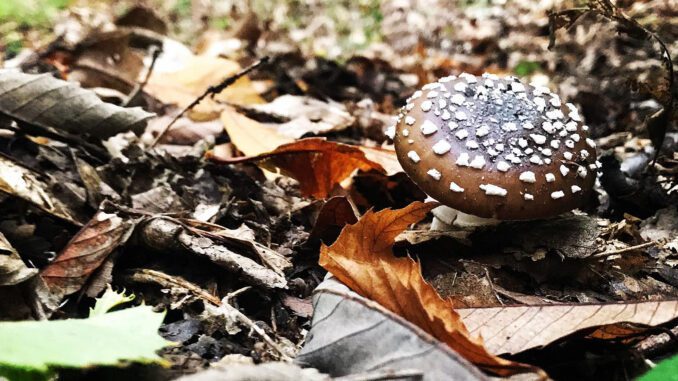 Amanite panthère - Amanita pantherina