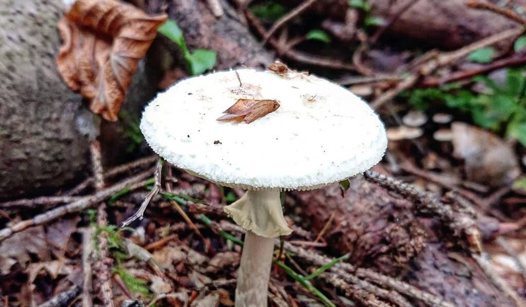 Une photo de l'Amanite printanière - Amanita verna