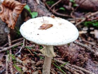 Une photo de l'Amanite printanière - Amanita verna