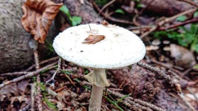 Une photo de l'Amanite printanière - Amanita verna