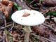 Une photo de l'Amanite printanière - Amanita verna