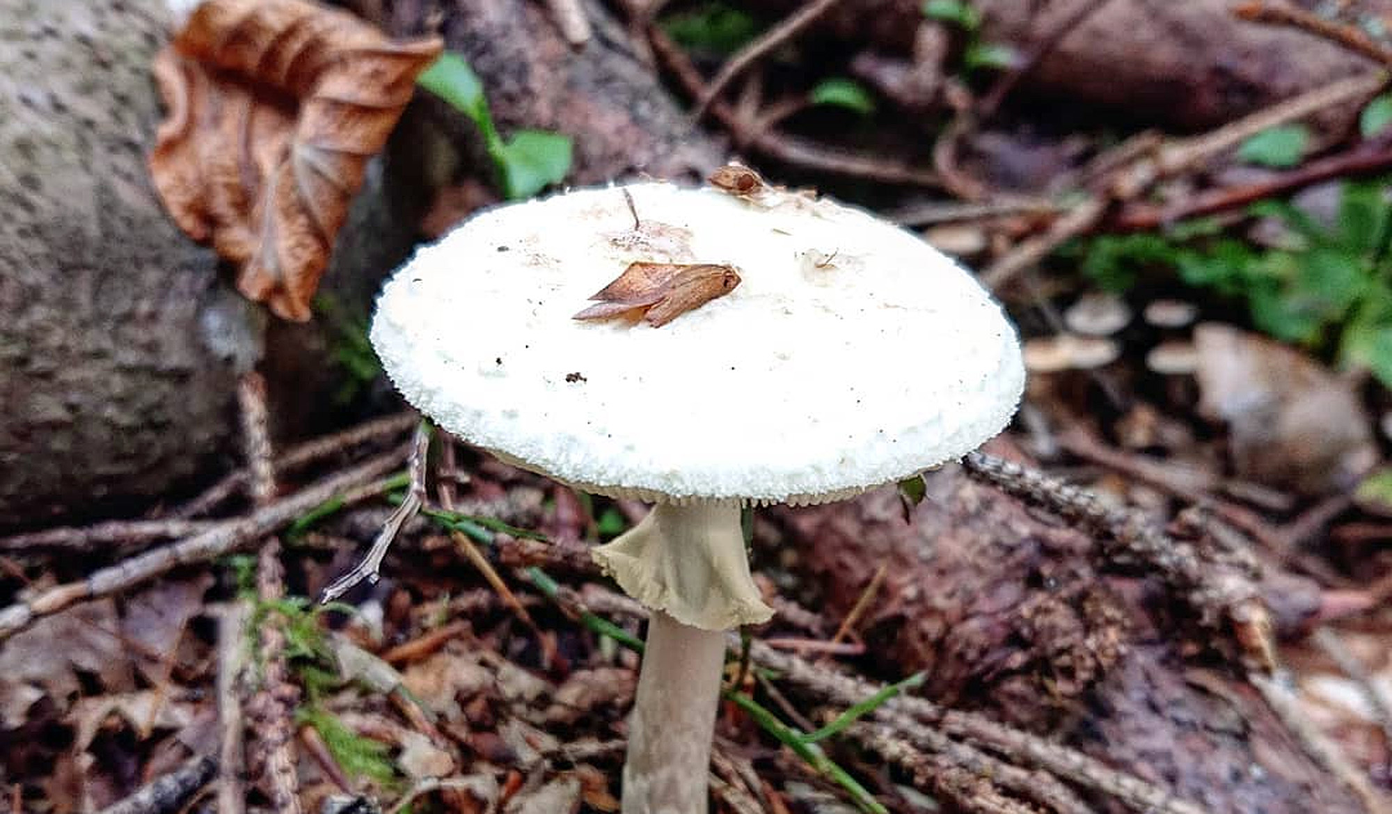Pourrait-il s'agir d'une Amanite vireuse (ange destructeur européen) ? NE  Pologne, parmi les feuilles mortes dans une pinède mixte. : r/mycology, image size:2000x1170