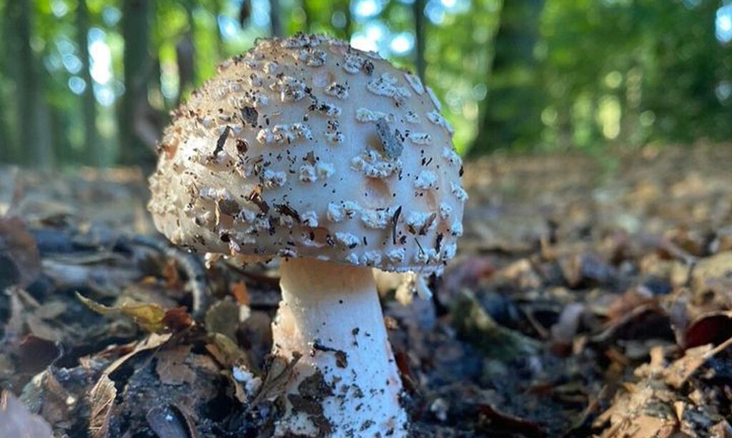 Amanite rougissante - Amanita rubescens