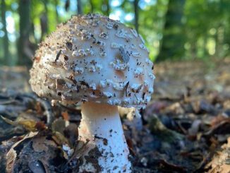 Amanite rougissante - Amanita rubescens