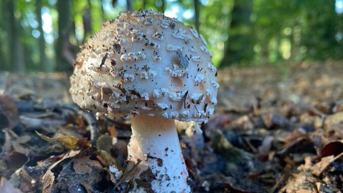 Amanite rougissante - Amanita rubescens