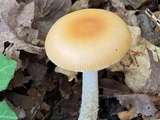 Amanite safran - Amanita crocea