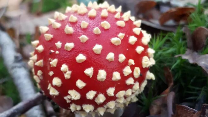 Amanite tue-mouche - Amanita muscaria