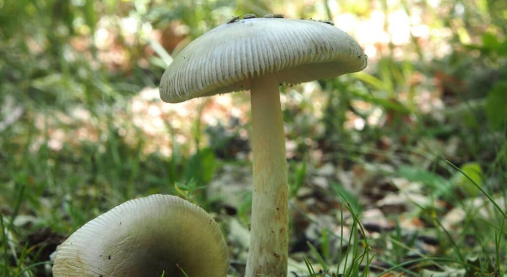 Amanite vaginée - Amanita vaginata