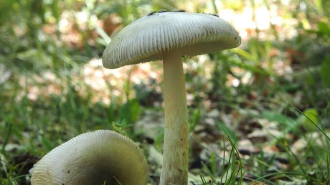 Amanite vaginée - Amanita vaginata