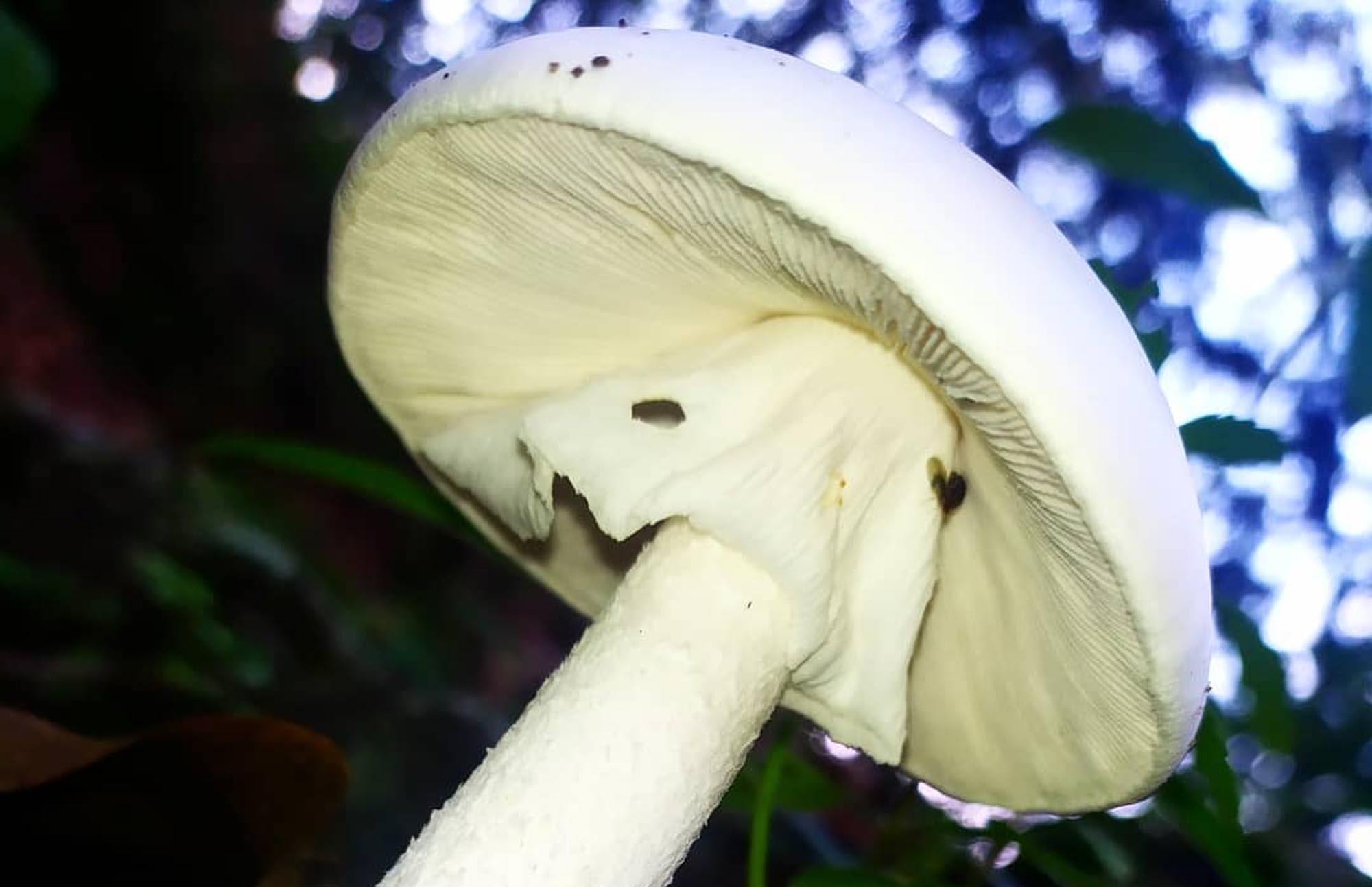 File:Amanita virosa UL 01.jpg - Wikimedia Commons, image size:2000x1293
