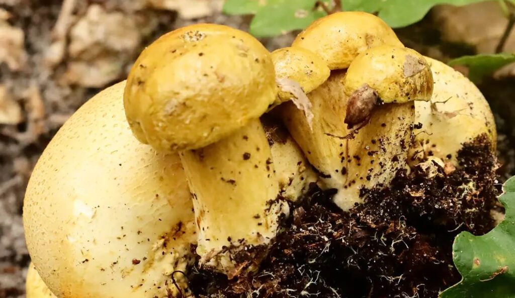 Bolet parasite - Pseudoboletus parasiticus