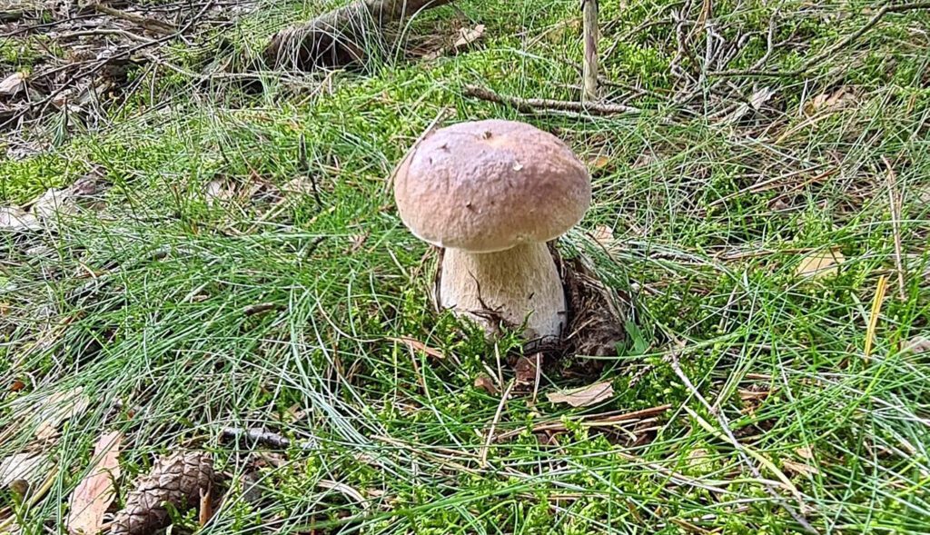 Saison de chaque champignon