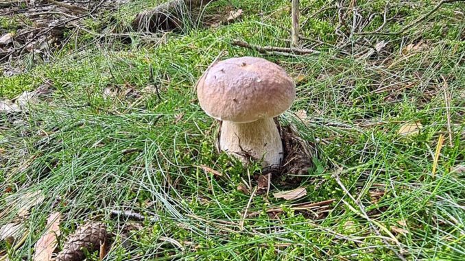 Saison de chaque champignon