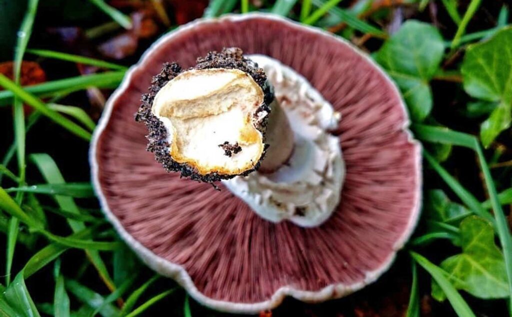 Un agaric jaunissant présentant une coloration jaune à la base du pied