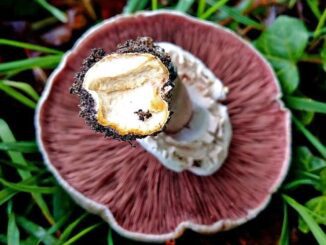 Un agaric jaunissant présentant une coloration jaune à la base du pied