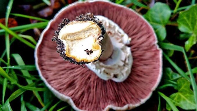 Un agaric jaunissant présentant une coloration jaune à la base du pied