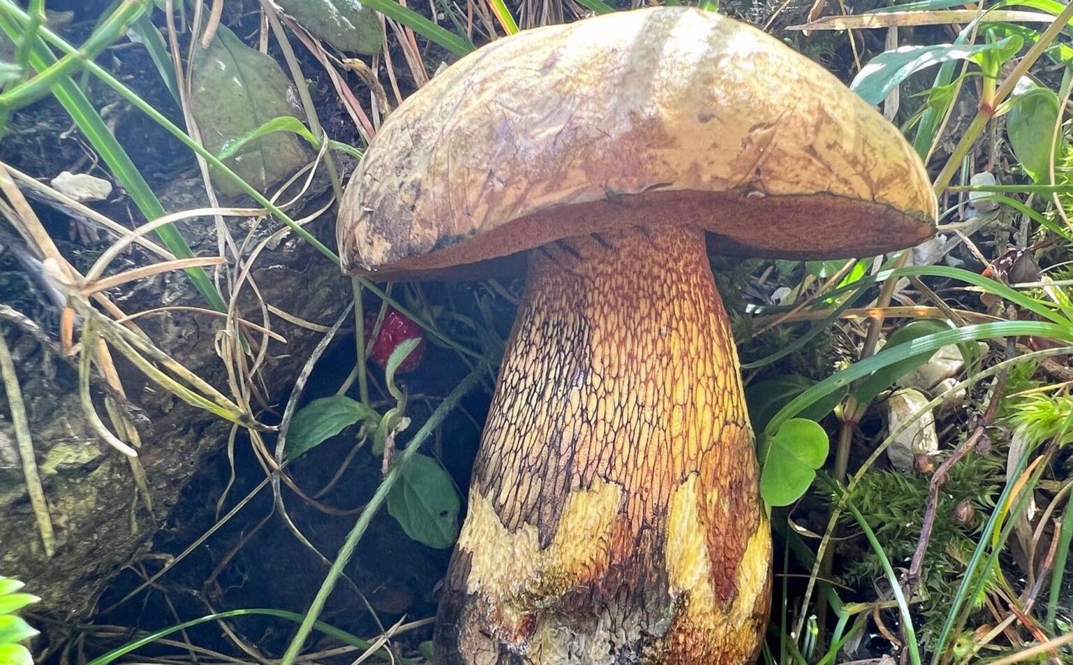 Bolet blafard - Suillellus luridus - Chasseurs de champignons