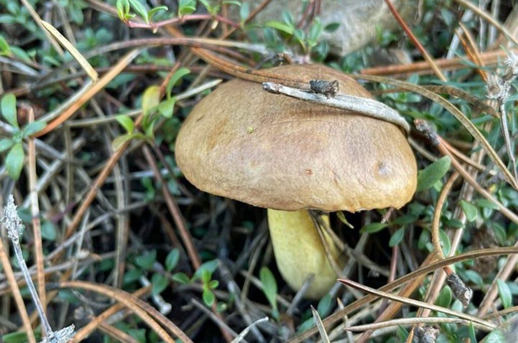 Un bolet granulé - suillus granulatus