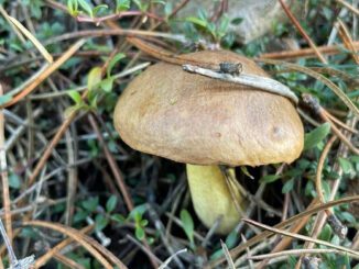 Un bolet granulé - suillus granulatus