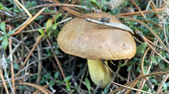 Un bolet granulé - suillus granulatus