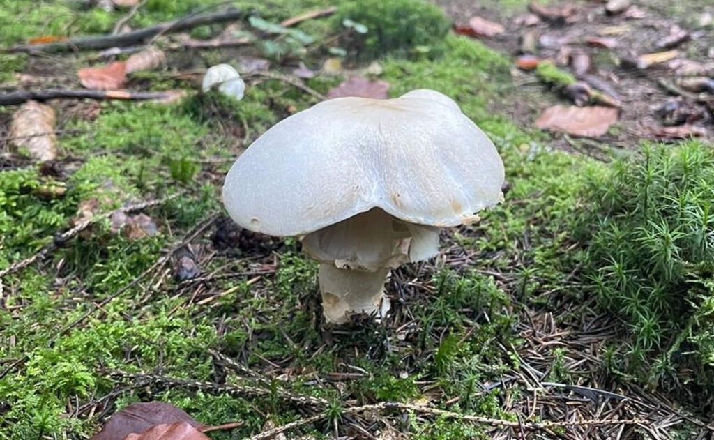 agaric bulbeux - agaricus essettei