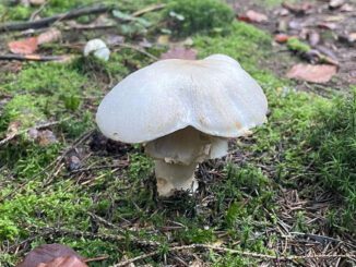 agaric bulbeux - agaricus essettei