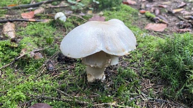 agaric bulbeux - agaricus essettei