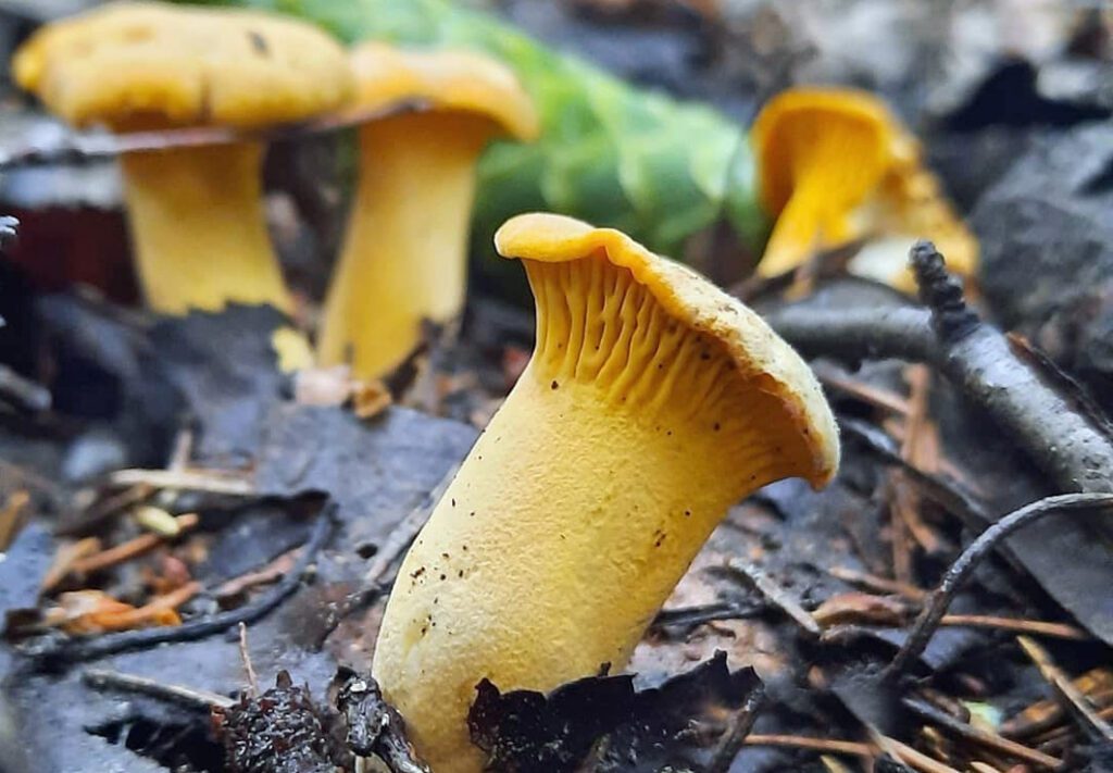 De jeunes girolles dans les litières de feuilles et d'aiguilles