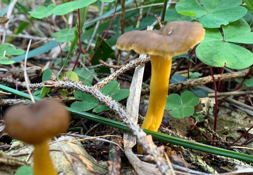 Deux chanterelles au début de l'automne