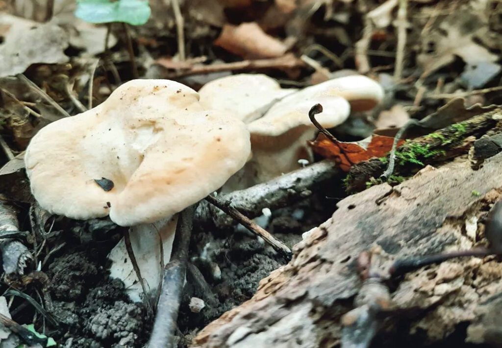 Deux pieds de mouton dans la litière, sur sol acide, sous chênes