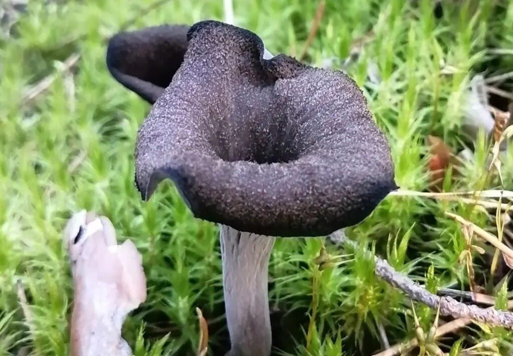 Trompette de la mort dans la mousse