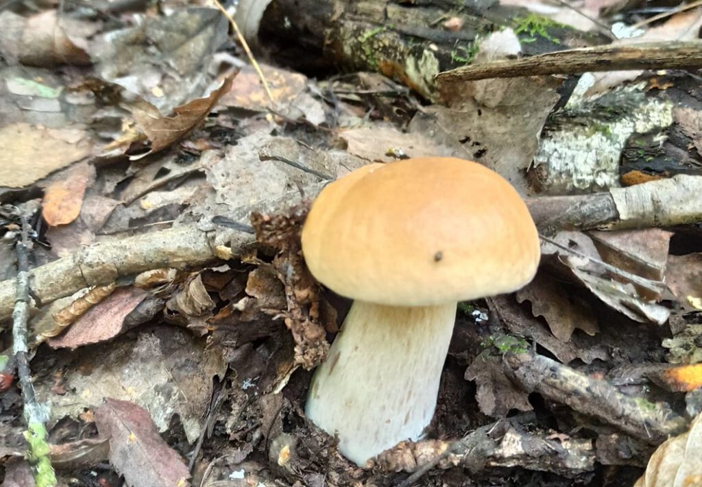 Un jeune cèpe de Bordeaux, sur sol acide dans une forêt de feuillus (chênes)