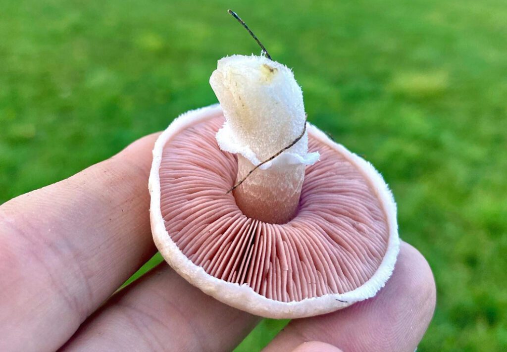 Un rosé des prés qui vient d'être récolté