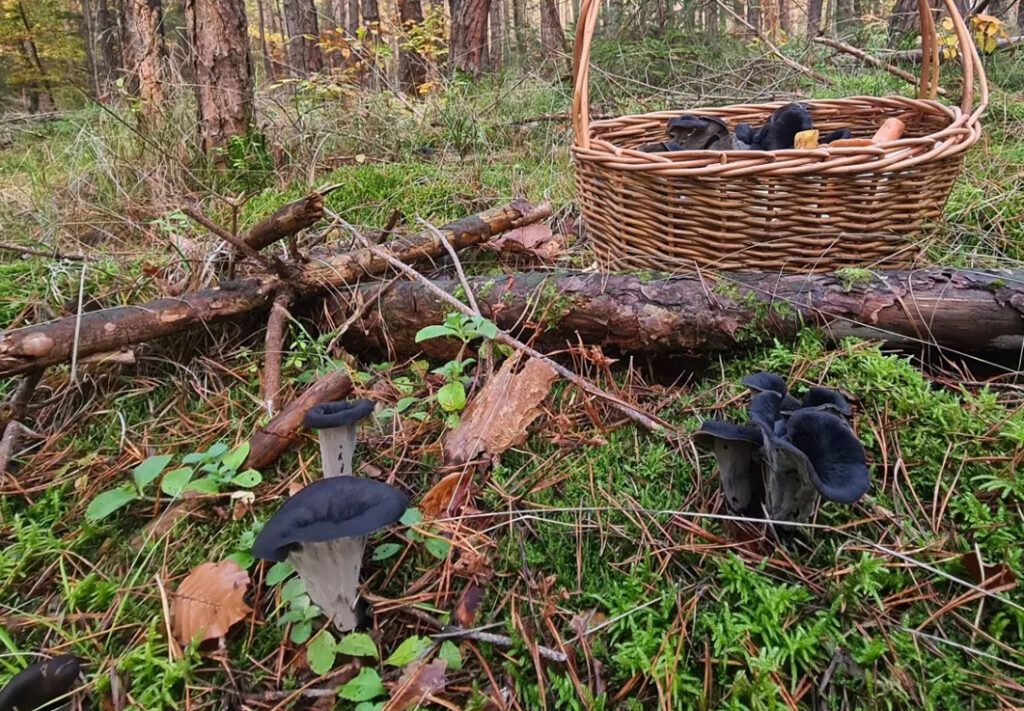 Une belle tâche de trompettes de la mort