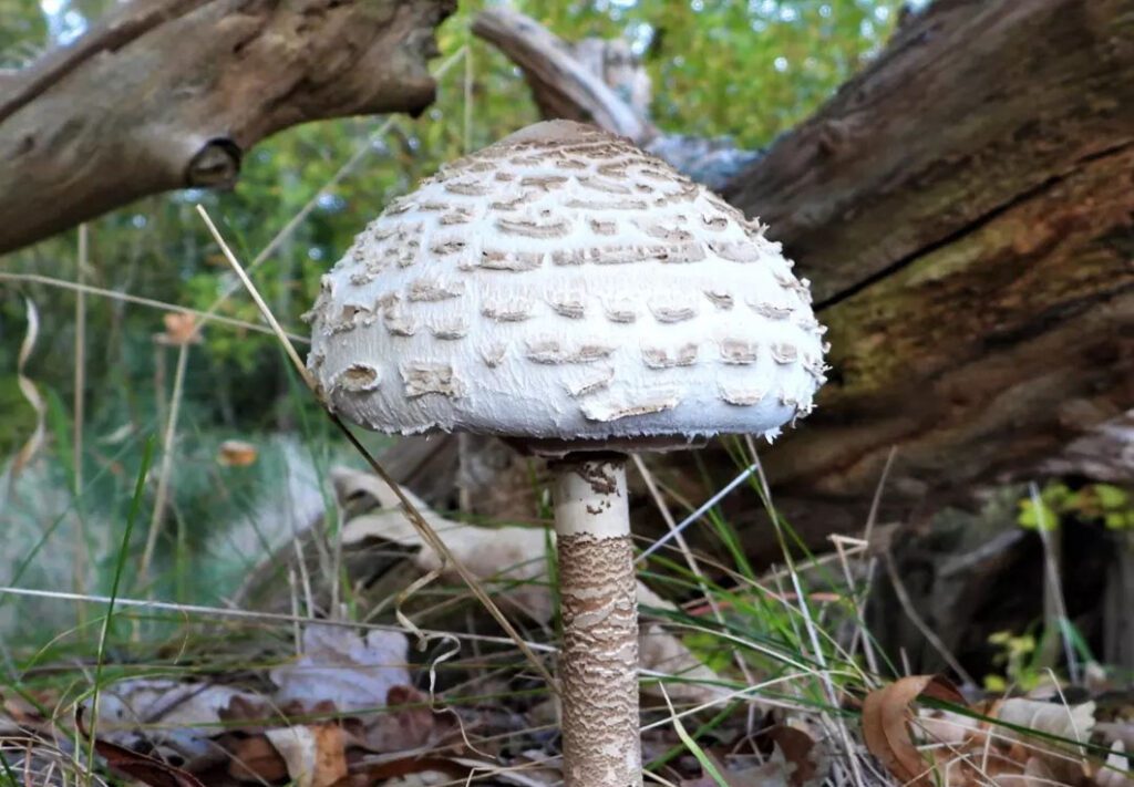 Une coulemelle en pleine forêt, à l'automne, dont le chapeau n'est pas encore ouvert.