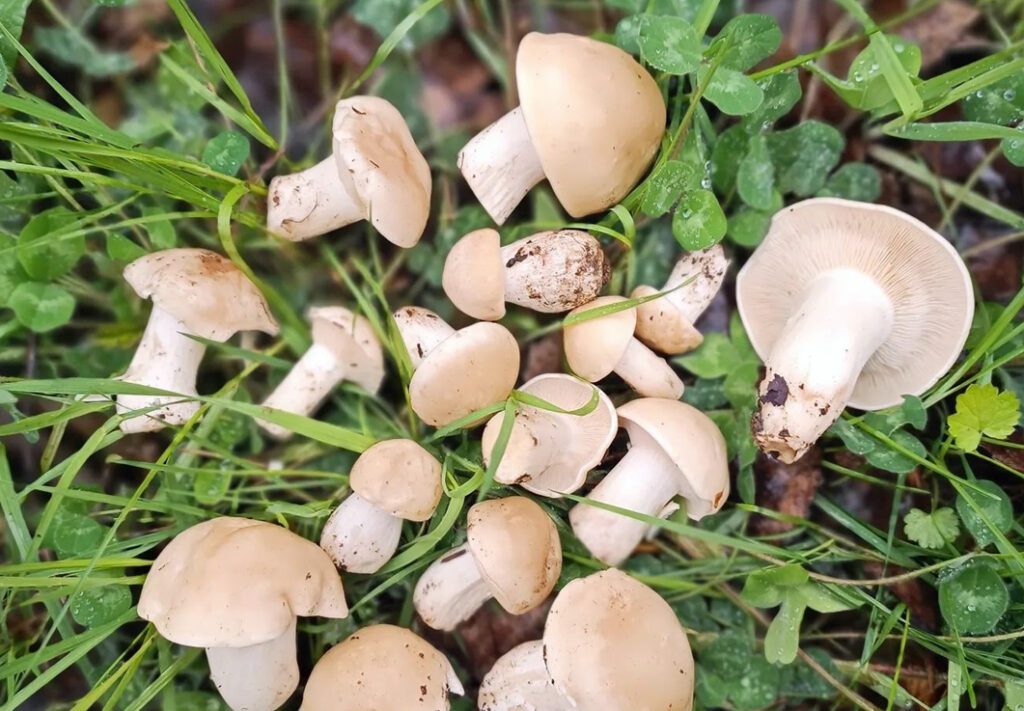 Une dizaine de tricholomes de la Saint-Georges, dans l'herbe, sur sol calcaire.