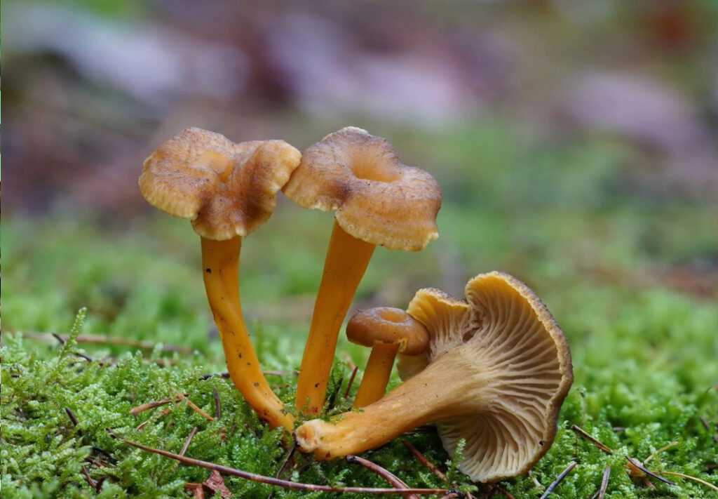 chanterelles dans la mousse, dans une forêt de conifères (probablement forêt de pin sylvestre)