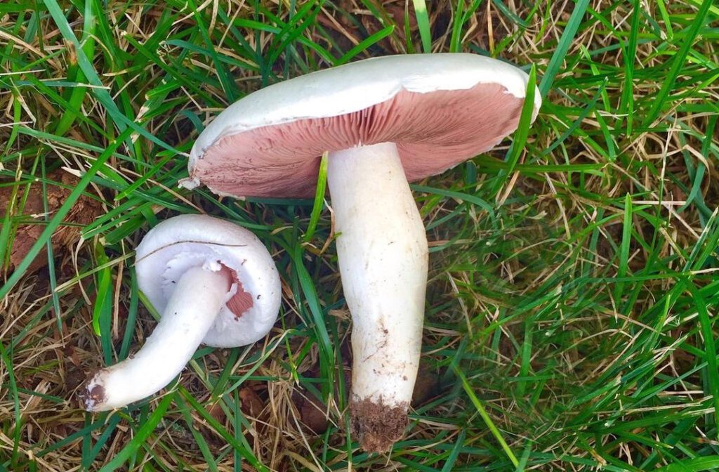 deux rosés des prés dans l'herbe, à l'automne